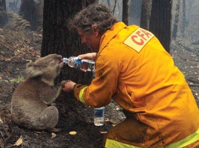 В 2009-м в Австралии разбушевались лесные пожары. Спасатели оказывали помощь не только людям.