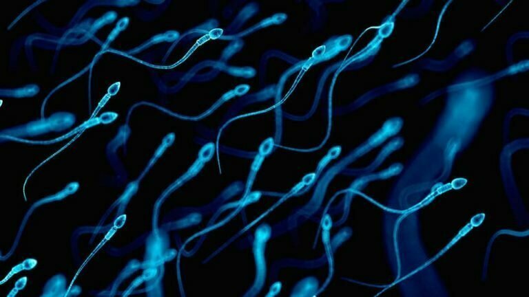 Старые сперматозоиды обеспечивают здоровое потомство