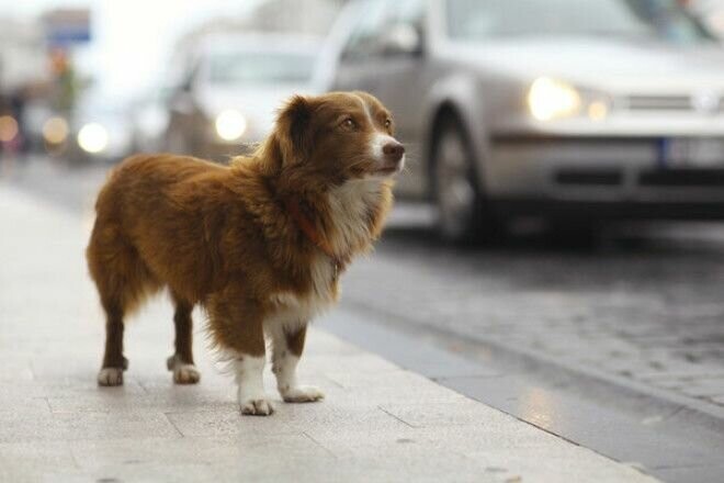 Фотографии беспородных собак на улице