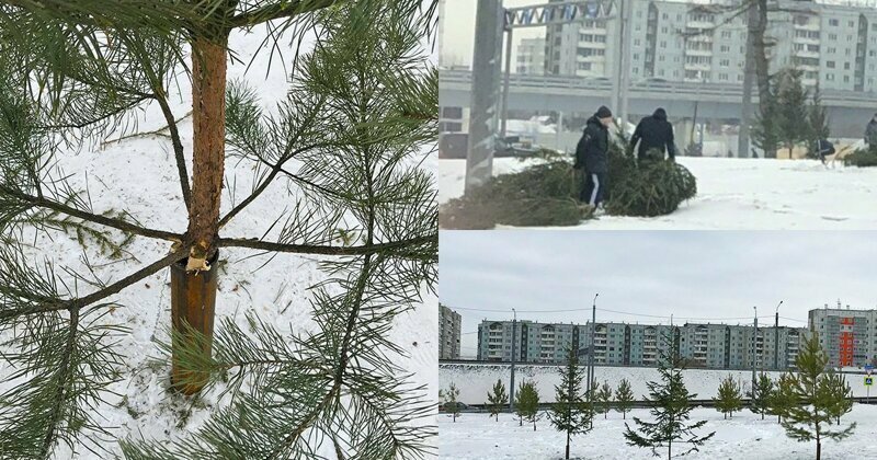 Готовятся к Универсиаде: Красноярск "озеленили" срубленными елками