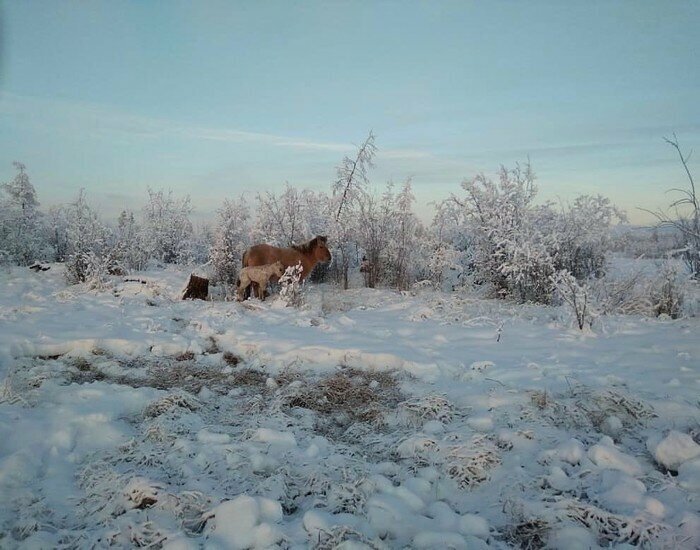 20. Кобылы якутской породы нередко обзаводятся потомством зимой. Таких жеребят называют ороһу - поздние