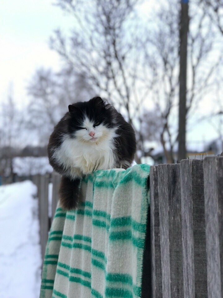 На заборе с комфортом