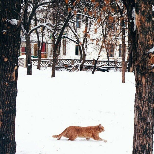 Бандит из Балаково