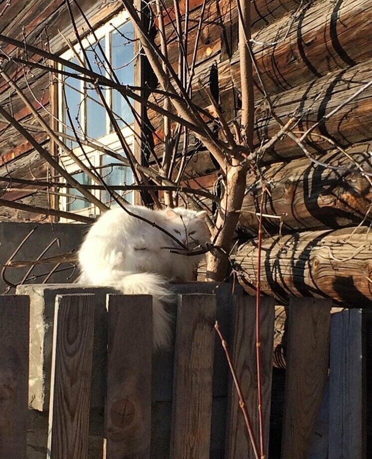 Когда прикинулся старой шапкой