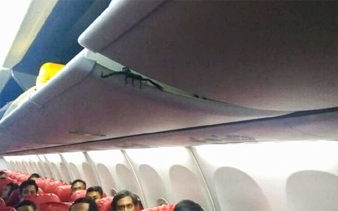 Скорпион пробрался в салон самолёта и всполошил пассажиров
