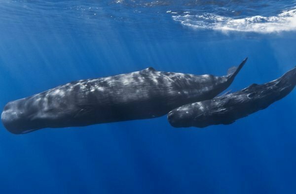 Семь детенышей вымирающего северного кита обнаружены в Атлантическом океане