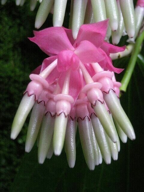 Кавендишия grandifolia из Центральной тропической Америки