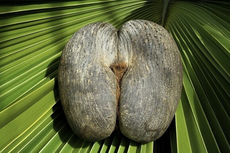 Коко де Мер (Coco de Mer) - сейшельский орех