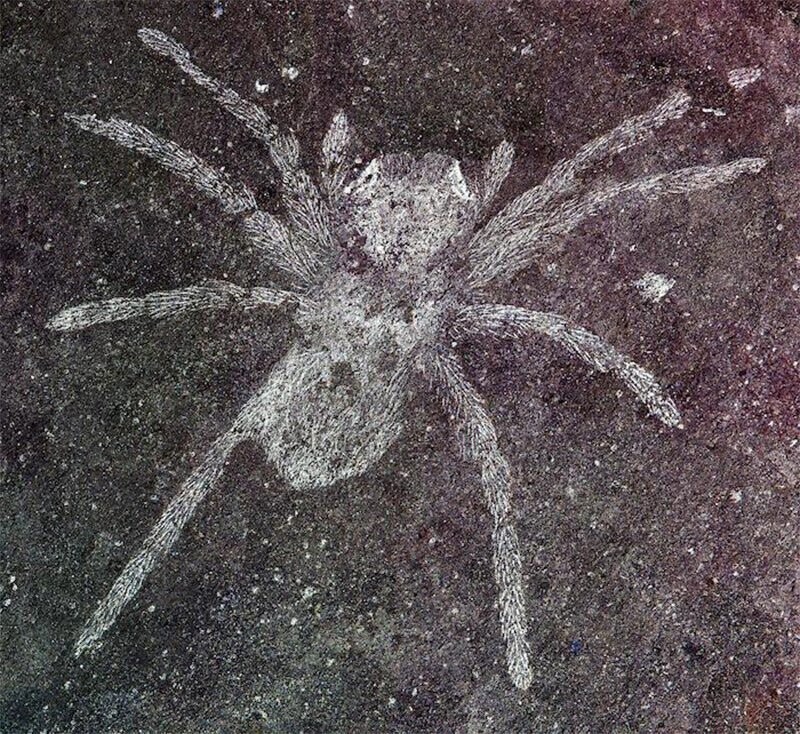 Найдены пауки возрастом 110 млн лет со светящимися глазами