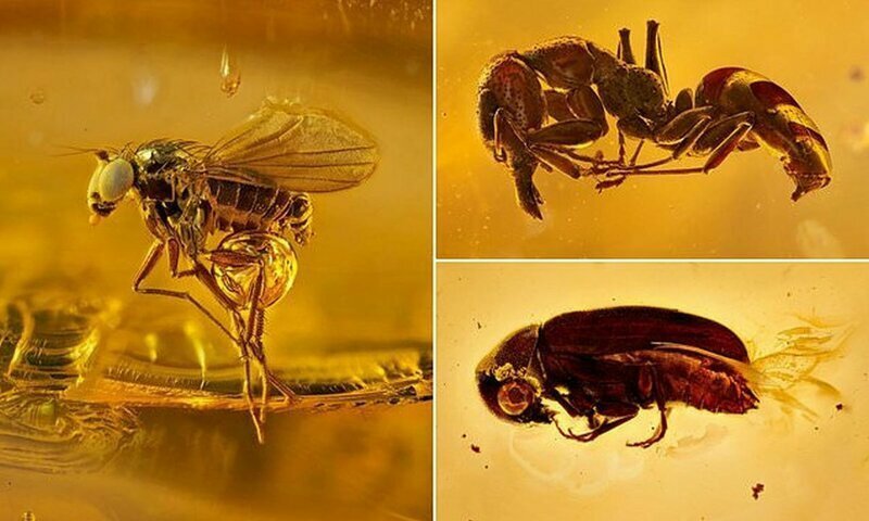 Потрясающие макроснимки древних насекомых в янтаре