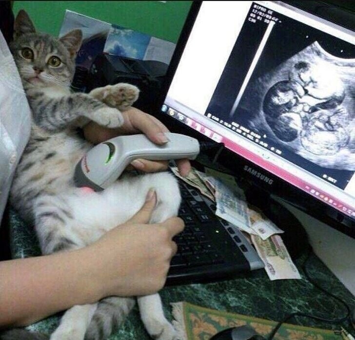 На первый взгляд это кошка на УЗИ, и только со второго замечаешь сканер штрих-кодов и программу просмотра фото на экране 