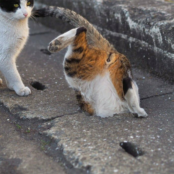 Бродячие кошки нашли необычное применение для ливневой канализации