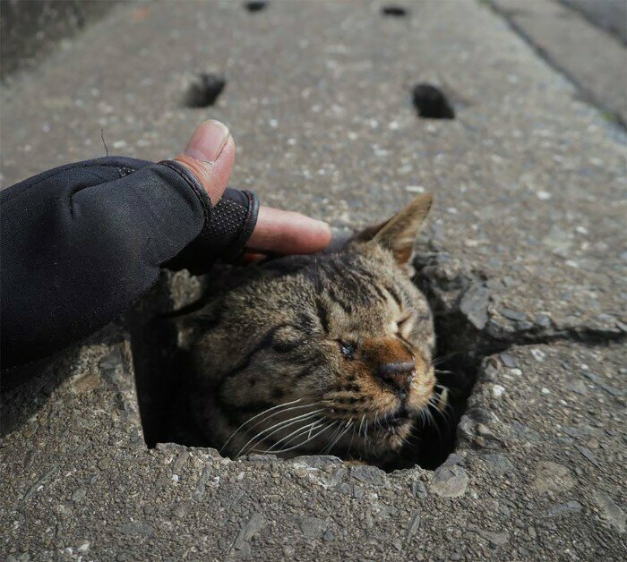 Бродячие кошки нашли необычное применение для ливневой канализации