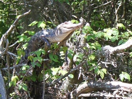 6. Крокодилы могут лазить по деревьям