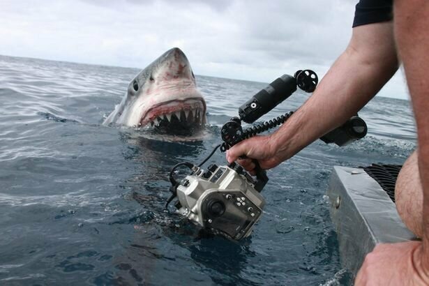 Увидев приближающуюся к нему акулу, Люк сунул руку с камерой в воду перед самым носом хищницы