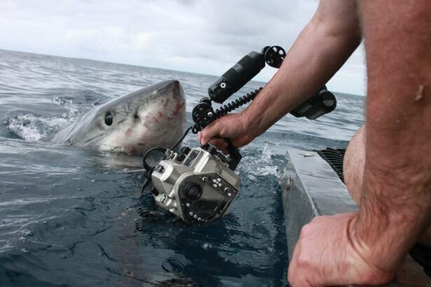  Ему удалось сделать несколько снимков, прежде чем акула решила показать свои острые зубы