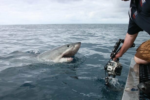 Молодой человек так хотел сделать уникальные фото белой акулы вблизи, что рискнул собой ради этого