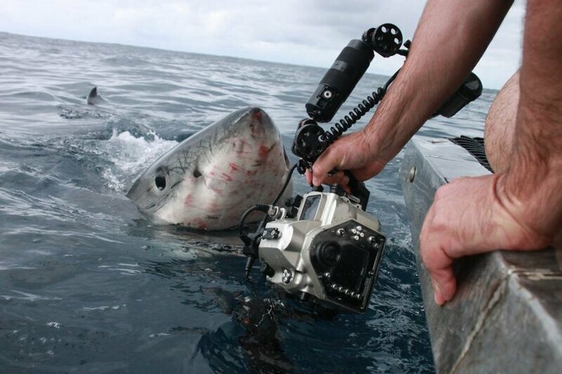 Фотограф снял нападающую на него акулу