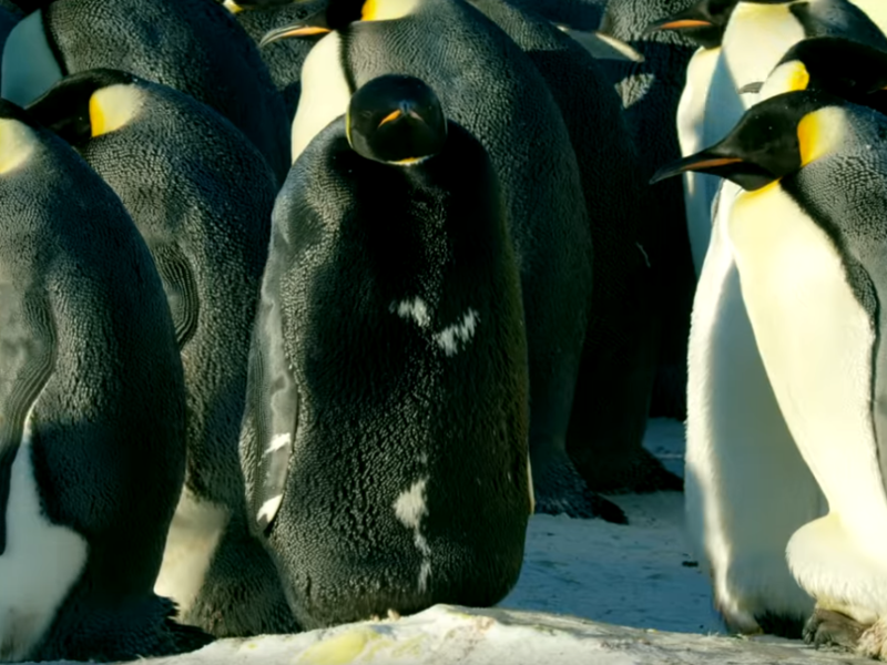 Редчайший черный пингвин впервые попал на видео
