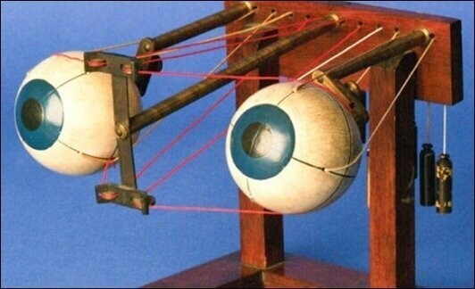 Офтальмотроп — прибор, наглядно демонстрирующий движения глаза и структуру всей зрительной системы человека