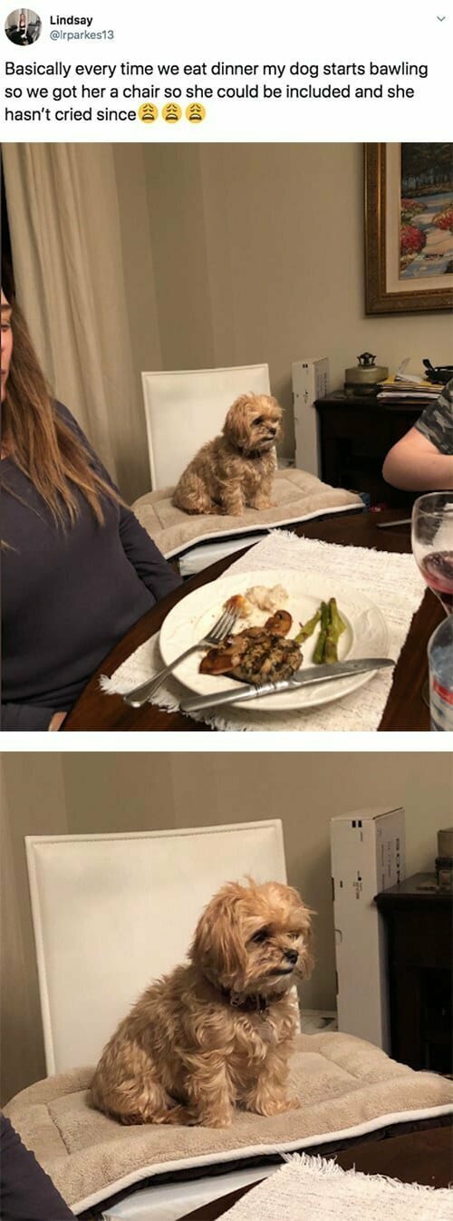 "Каждый раз, когда мы садились ужинать, моя собака начинала скулить. Иеперь мы выделили ей собственное место за столом, и она больше не плачет!"