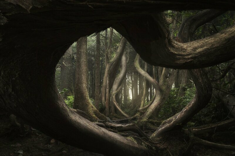 Главный победитель. «Извивающийся лес». Автор фото: Adam Gibbs, Канада.