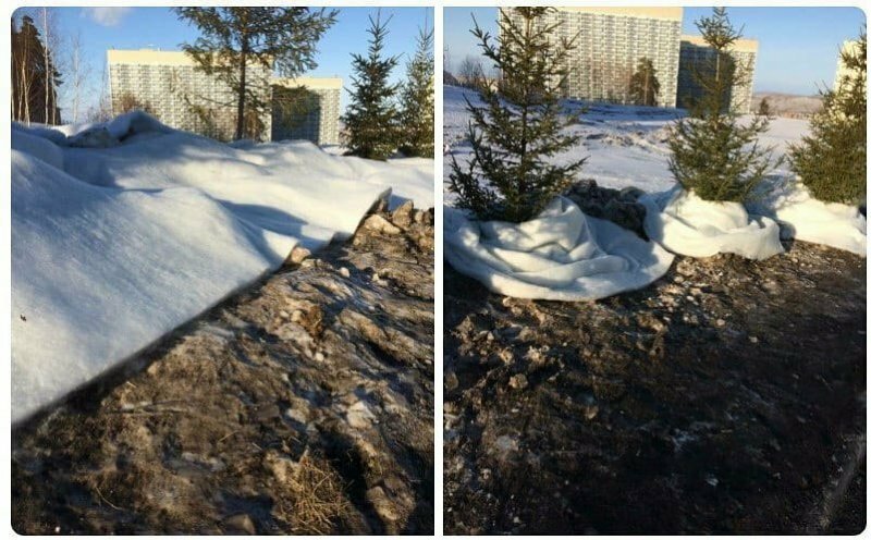 В Красноярске грязный снег закрывают синтепоном к Универсиаде 2019