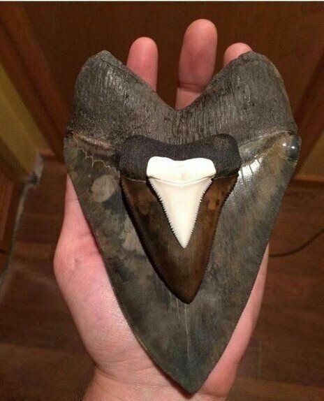 Зуб мегалодона (доисторическая гигантская акула), ископаемой белой акулы и современной белой акулы