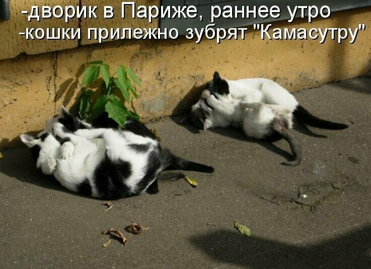 Картинки котяр с смешными надписями (34 фото)