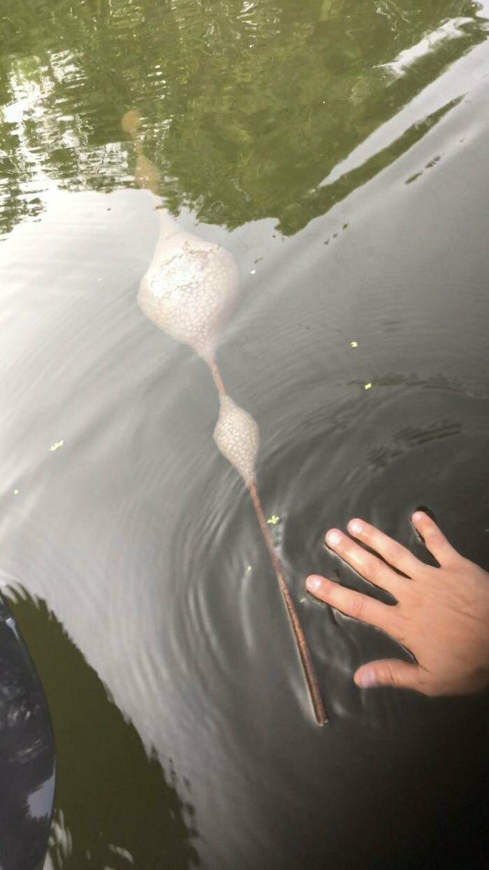 Нашёл это вчера во время плавания на каяке по реке Миссисипи. Я думаю, что это какой-то грибок, но я никогда не видел ничего подобного в своей жизни. Что это такое?