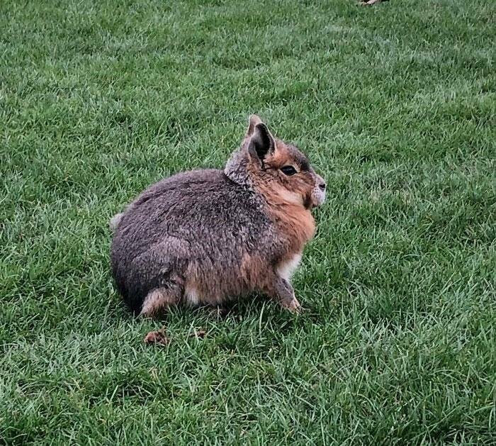 Был бесплатный проход в зоопарк, и я не нашёл таблички с информацией об этом животном. Думал, что это зайцы, но они ходят на четвереньках и задние лапы у них довольно длинные. Что это?