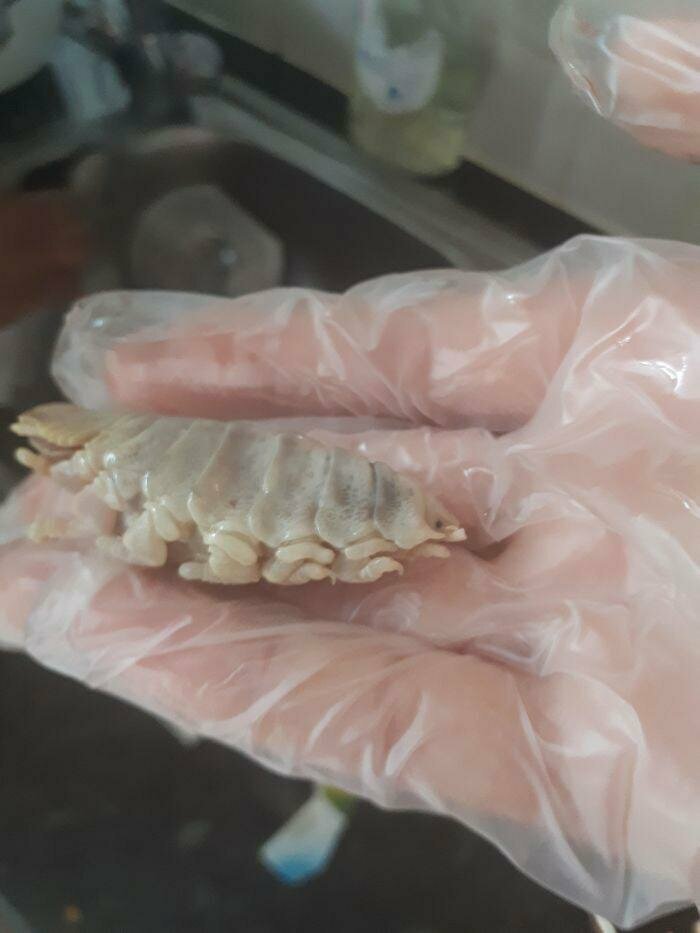 Моя сестра нашла это во время чистки рыбы. Эта была во рту, а другая поменьше — в желудке. Кто-нибудь знает, что это?