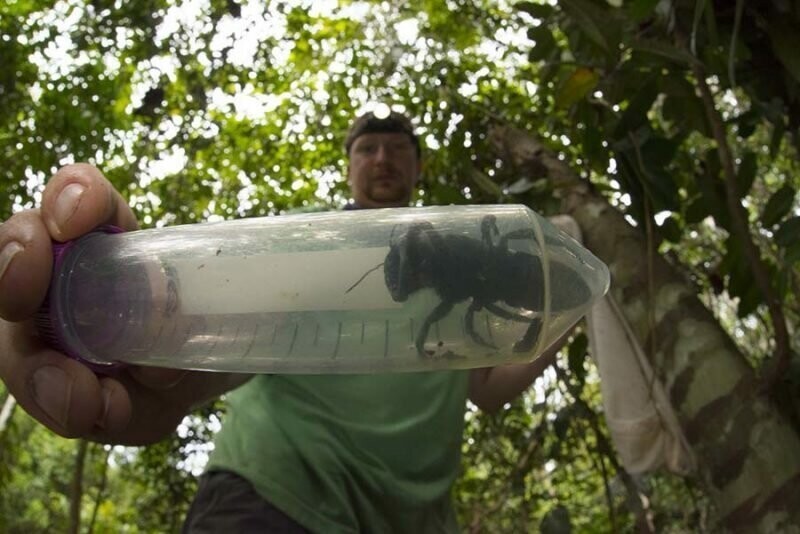 Летающий бульдог: Самую большую пчелу в мире, считавшуюся вымершей,  нашли в Индонезии