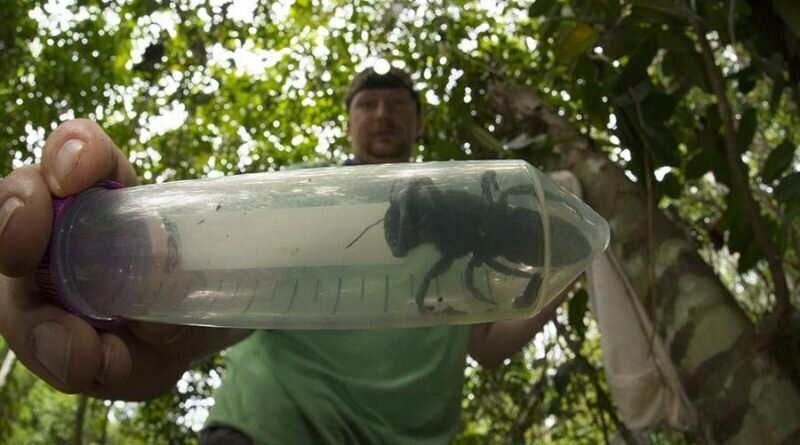 Летающий бульдог: Самую большую пчелу в мире, считавшуюся вымершей,  нашли в Индонезии