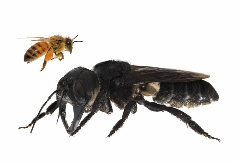 Гигантская пчела Уоллеса на переднем плане примерно в четыре раза больше европейской медоносной пчелы