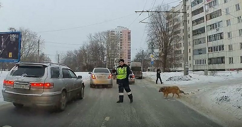 Подробнее о полицейском, который помог хромой собаке перейти дорогу в Челябинске