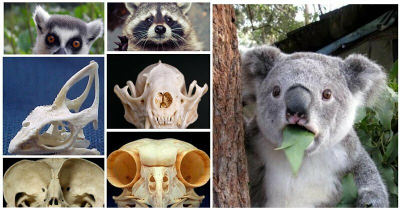 15 милых животных, чьи черепа как будто созданы для фильмов ужасов