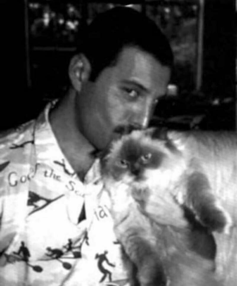 Фредди Меркьюри и его кошки, которых он очень любил и относился к ним, как к своим детям