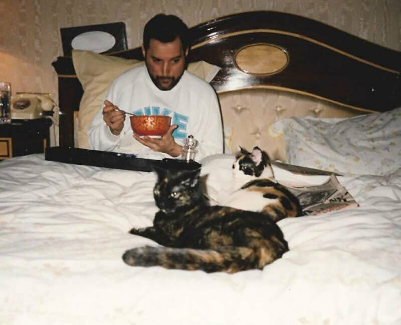 Фредди Меркьюри и его кошки, которых он очень любил и относился к ним, как к своим детям