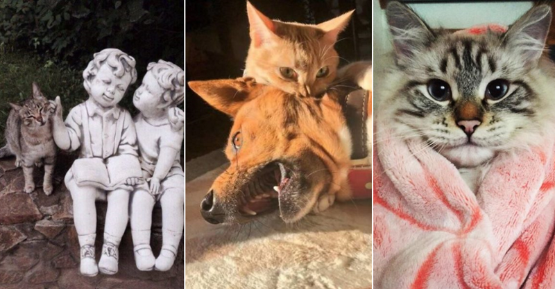 30 фотографий, доказывающих, что коты вездесущи