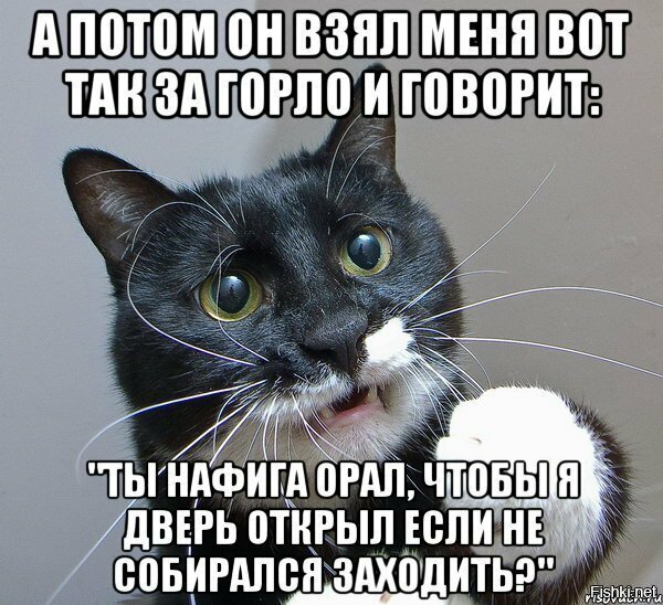 Котики