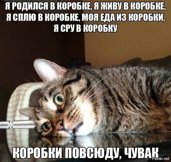 Котики