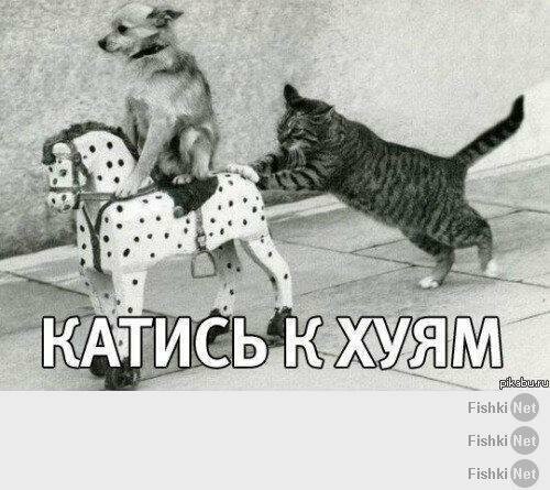 Котики