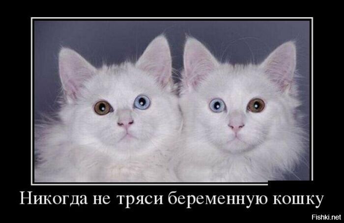 Котики