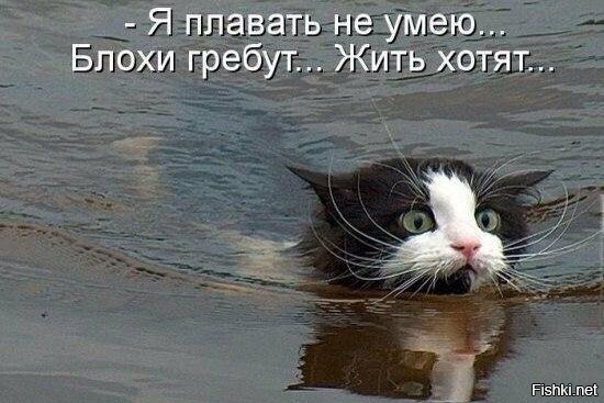 Котики