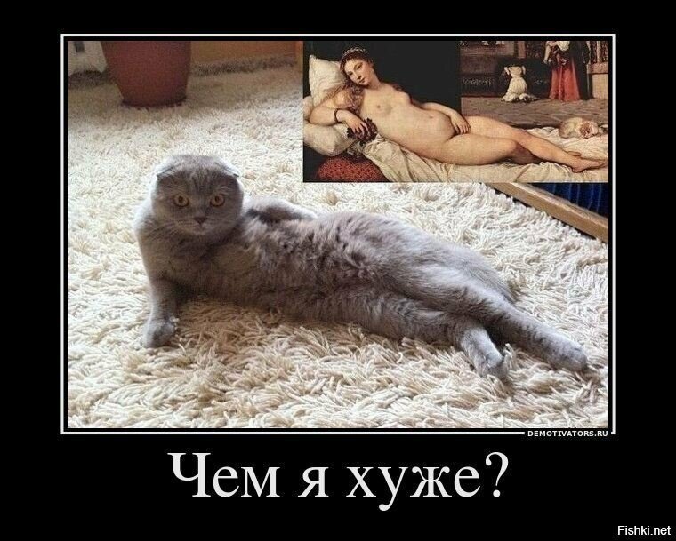 Котики