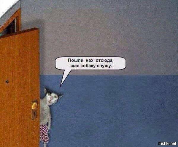 Котики