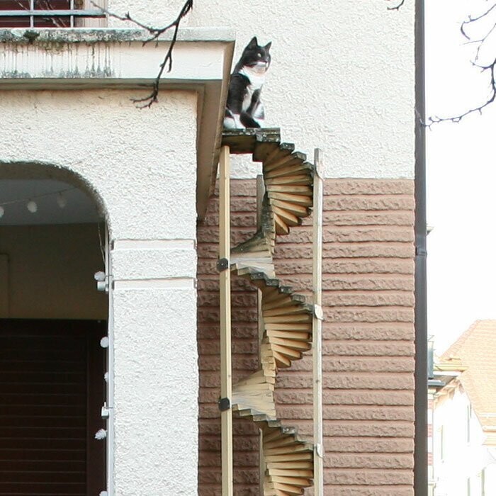 В Швейцарии делают специальные лестницы для кошек