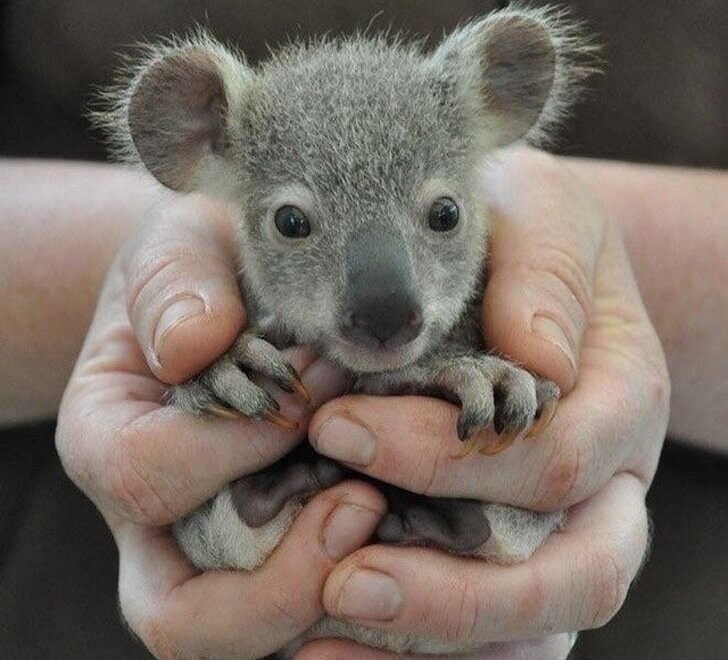 Малыш коалы