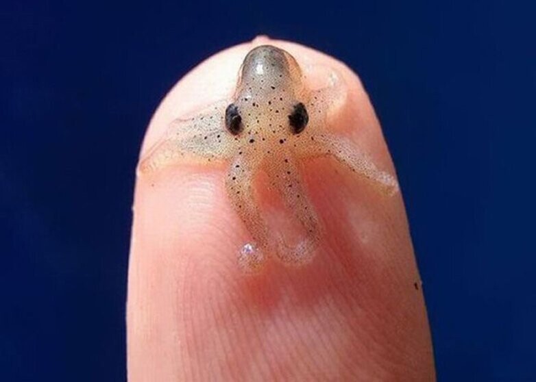 Маленького осьминога сложно заметить в воде, поэтому в дикой природе увидеть его практически нереально. 